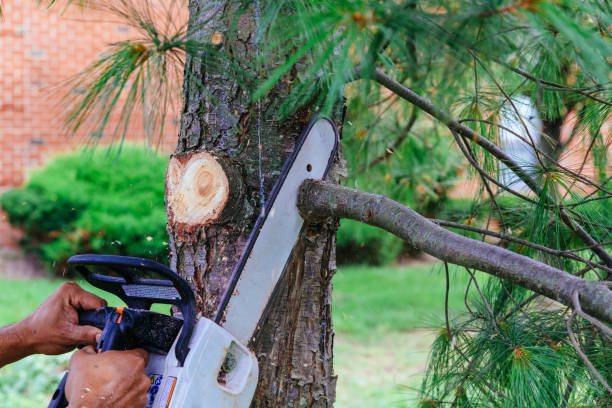 Best Tree Removal Services  in Richfield, WI